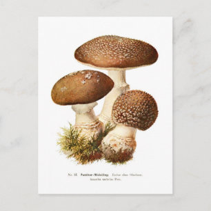 Carte Postale Amanita umbrina