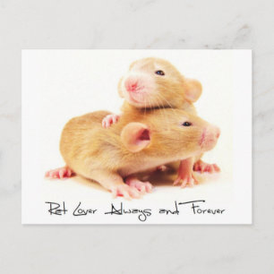 Carte Postale Amant de rat toujours et pour toujours