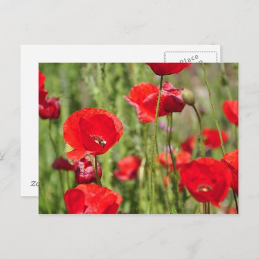 Carte Postale Amapolas (Devant / Derrière)