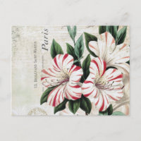 amarylis français vintage