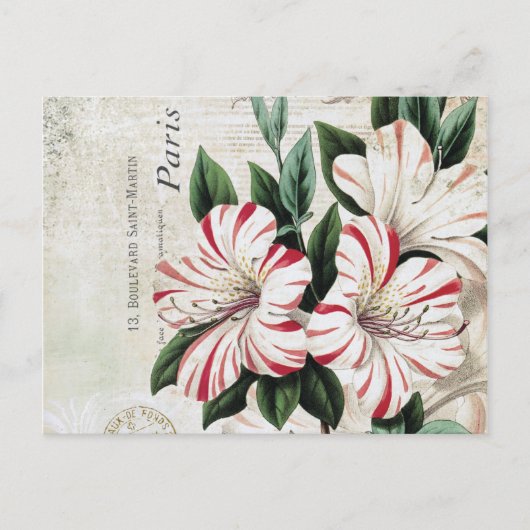 Carte Postale amarylis français vintage (Devant)