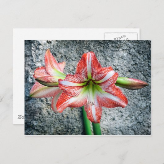 Carte Postale Amaryllis (Devant / Derrière)