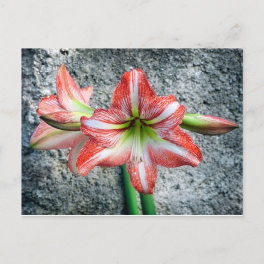 Carte Postale Amaryllis (Devant)
