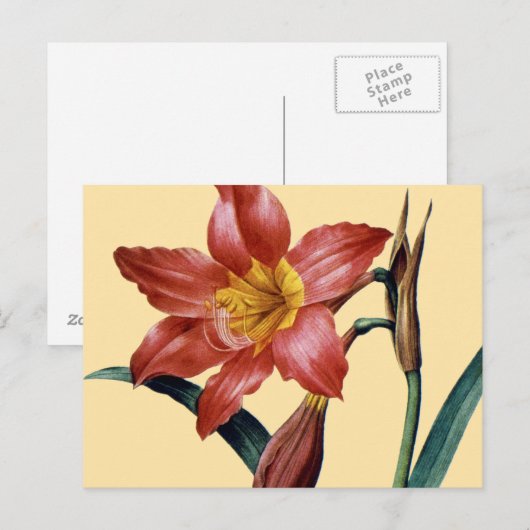 Carte Postale Amaryllis (Devant / Derrière)