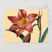 Carte Postale Amaryllis (Devant)