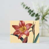 Carte Postale Amaryllis (Debout devant)