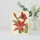 Carte postale : Amaryllis (Debout devant)