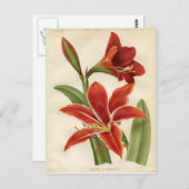 Carte postale : Amaryllis (Devant / Derrière)