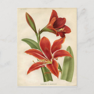 Carte postale : Amaryllis