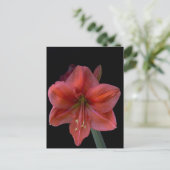 Carte Postale Amaryllis (Debout devant)