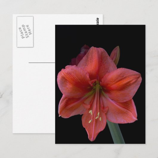 Carte Postale Amaryllis (Devant / Derrière)