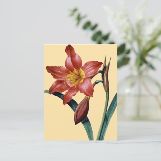Carte Postale Amaryllis (Debout devant)