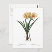 Carte Postale Amaryllis aurea (Devant / Derrière)