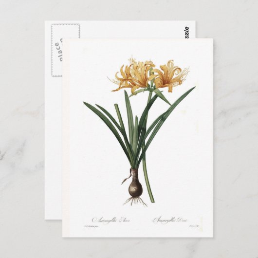 Carte Postale Amaryllis aurea (Devant / Derrière)