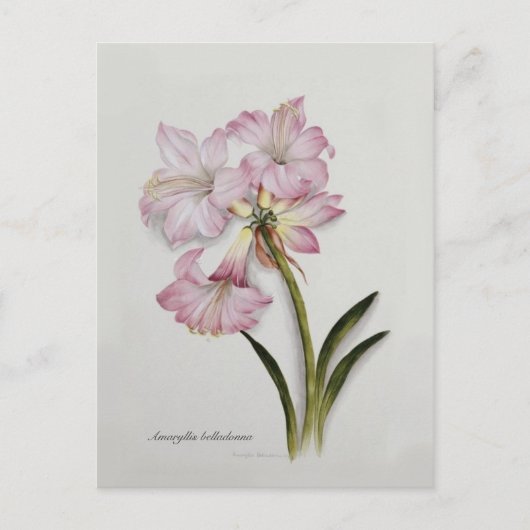 Carte Postale Amaryllis belladonna (Devant)