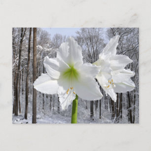 Carte Postale Amaryllis blanc et neige I