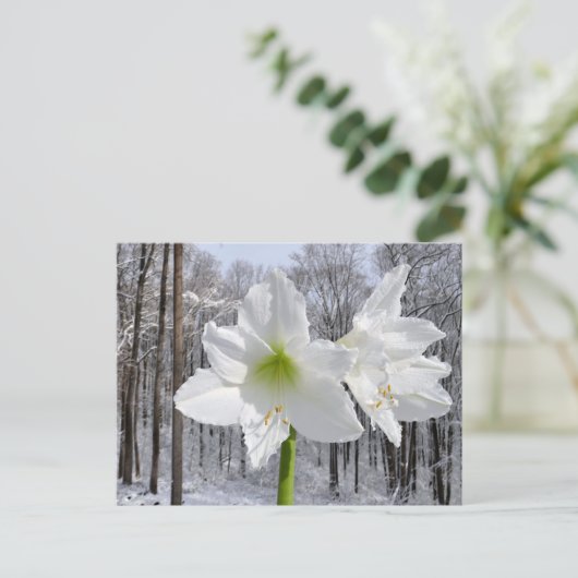 Carte Postale Amaryllis blanc et neige I (Debout devant)