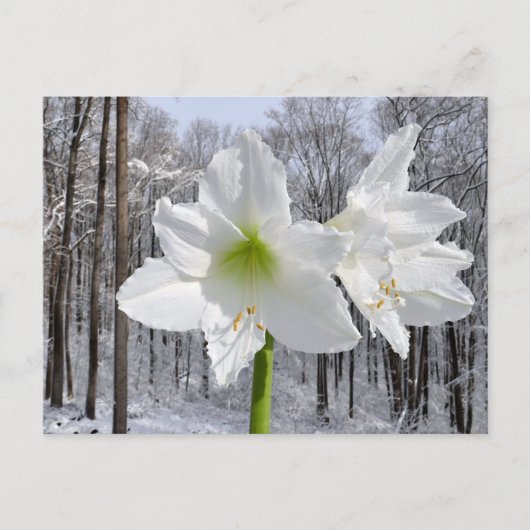 Carte Postale Amaryllis blanc et neige I (Devant)