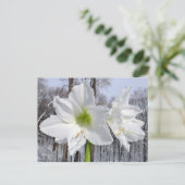 Carte Postale Amaryllis blanc et neige II (Debout devant)
