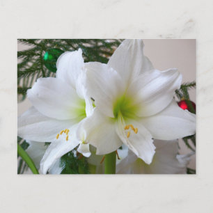 Carte Postale Amaryllis blanc et sapin de Noël