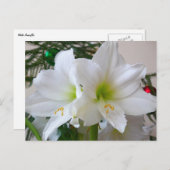 Carte Postale Amaryllis blanc et sapin de Noël (Devant / Derrière)