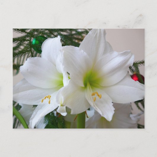 Carte Postale Amaryllis blanc et sapin de Noël (Devant)