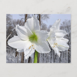 Carte Postale Amaryllis blanche et neige II