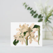 Carte Postale Amaryllis botanique blanc (Debout devant)