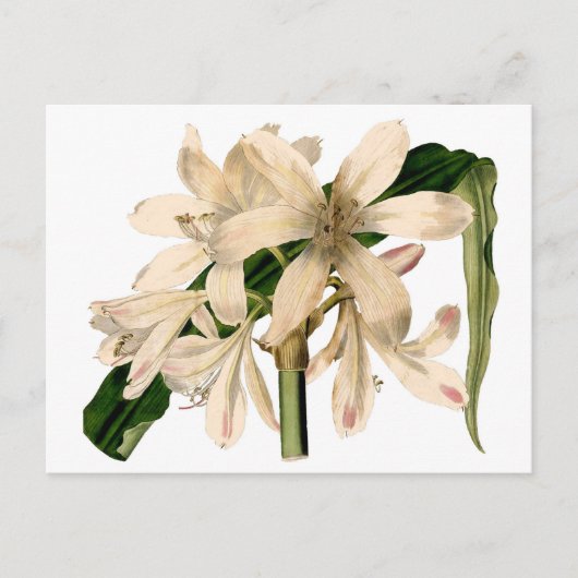 Carte Postale Amaryllis botanique blanc (Devant)