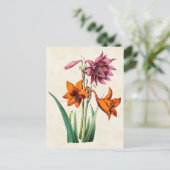 Carte Postale Amaryllis Botanique Vintage (Debout devant)