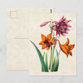 Carte Postale Amaryllis Botanique Vintage (Devant / Derrière)