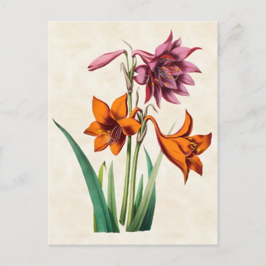 Carte Postale Amaryllis Botanique Vintage (Devant)