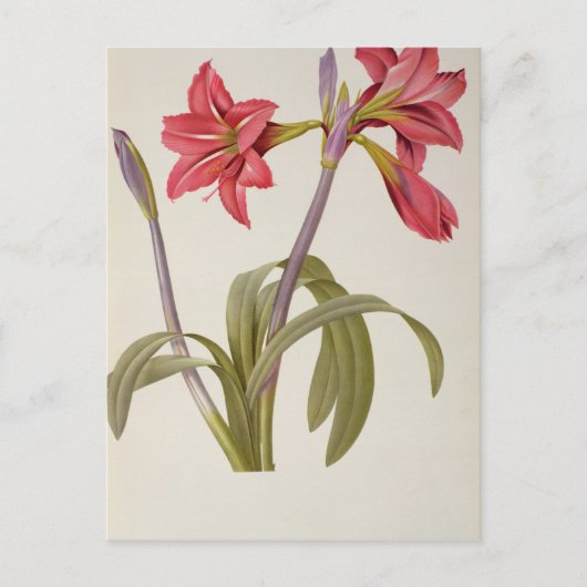 Carte Postale Amaryllis Brasiliensis (Devant)
