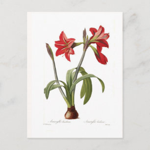 Carte Postale Amaryllis brasiliensis