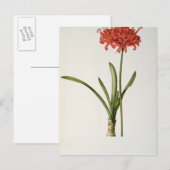 Carte Postale Amaryllis Curvifolia, 1809, de `Les (Devant / Derrière)