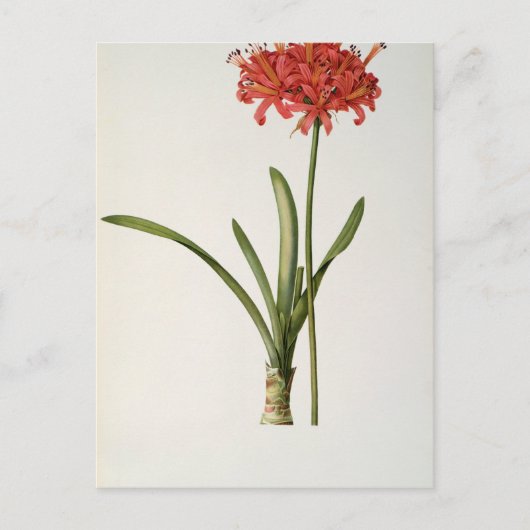 Carte Postale Amaryllis Curvifolia, 1809, de `Les (Devant)