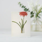 Carte Postale Amaryllis Curvifolia, 1809, de `Les (Debout devant)