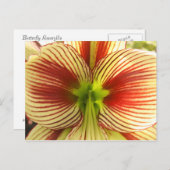 Carte Postale Amaryllis de papillon (Devant / Derrière)