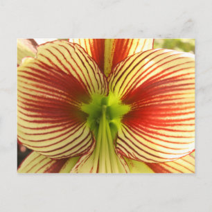 Carte Postale Amaryllis de papillon