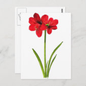 Carte Postale Amaryllis en rouge (Devant / Derrière)