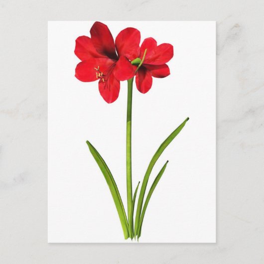Carte Postale Amaryllis en rouge (Devant)