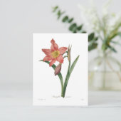 Carte Postale Amaryllis equestris (Debout devant)