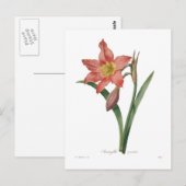 Carte Postale Amaryllis equestris (Devant / Derrière)