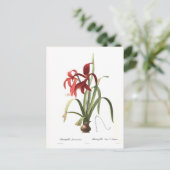Carte Postale Amaryllis formosissima (Debout devant)