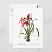 Carte Postale Amaryllis formosissima (Devant / Derrière)