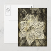 Carte Postale Amaryllis Old Time Sketch (Devant / Derrière)