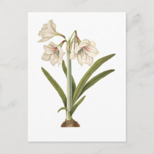 Carte Postale Amaryllis picta