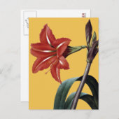 Carte Postale Amaryllis rayé (Devant / Derrière)