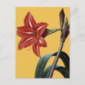Carte Postale Amaryllis rayé (Devant)