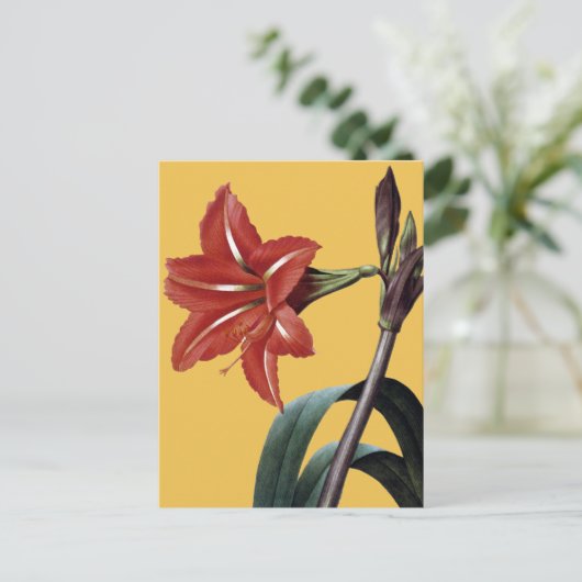 Carte Postale Amaryllis rayé (Debout devant)